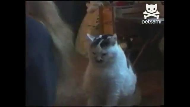 Кот пьет молока изо рта хозяйки .flv смотреть онлайн