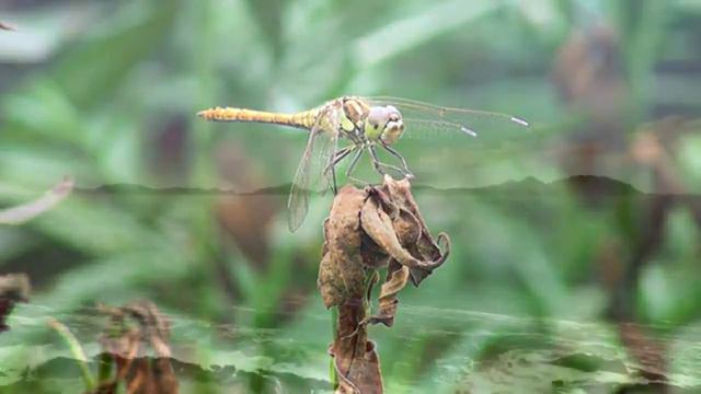 ?relaxing Classical Piano Music For Studying Classical Piano Music !amazing! смотреть онлайн