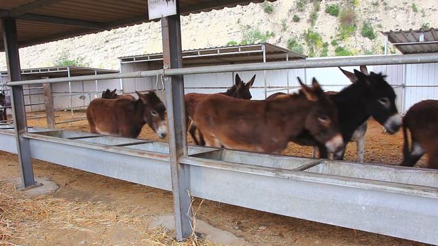 Ослики на агроферме | Кипр смотреть онлайн