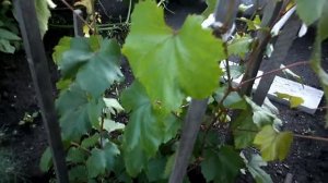 Виноград Загадка Шарова. Кузбасс. Сибирь.