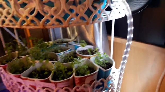 ЧТО БЫ РАССАДА НЕ ВЫТЯГИВАЛАСЬ... смотреть онлайн