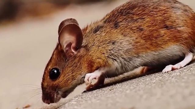 ВЗГЛЯД ИЗНУТРИ на самую ЖУТКУЮ тюрьму СЕВЕРНОЙ КОРЕИ смотреть онлайн