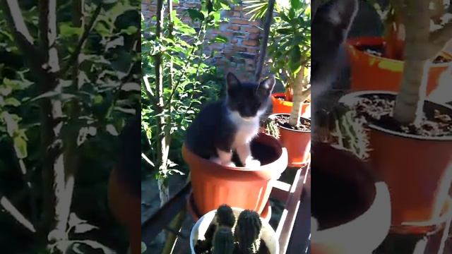 КОШКА ЦВЕТОК? смотреть онлайн