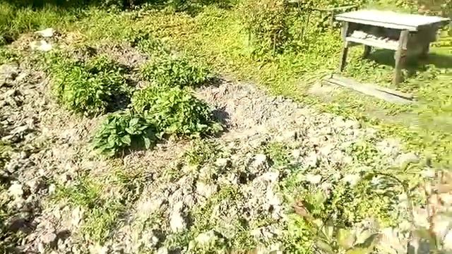 Подготовка к проекту. Куры гуляют.