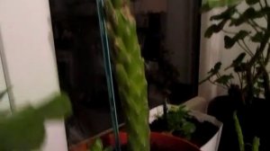 "Кактус Аустроцилиндропунция Шиловидная-4. Опунция Субулата Шилоигольчатая? Пересадка! Кустится!"