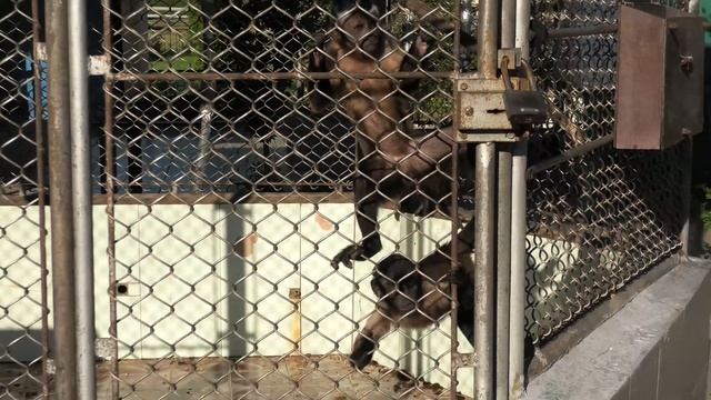 Питомник обезьян Сочи Адлер 2021