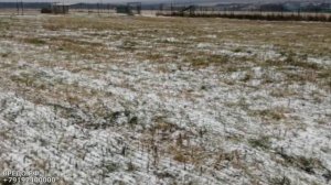 Подсев трав и февральские окна: луговые сеялки, пастбищные сеялки, травяные сеялки, дернинные сеялк