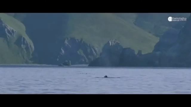 Косатки красота. смотреть онлайн