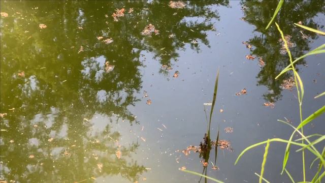 Внутренне устройство перелива воды в пруду. смотреть онлайн