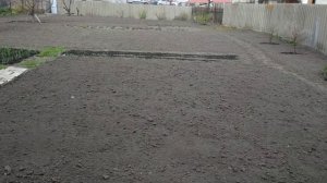 Клевер взошел и растет. Быстрый способ посева.