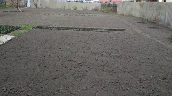 Клевер взошел и растет. Быстрый способ посева.