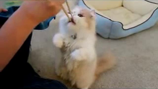 Кошка - японка кушает палочками)))) смотреть онлайн