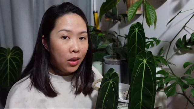 Anthurium plant care | Warocqueanum| The queen of Anthurium смотреть онлайн