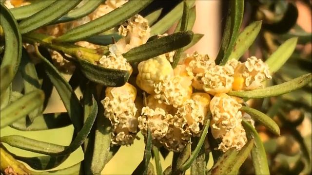 Common Yew (Taxus baccata) - male flowers close up - February 2018 смотреть онлайн