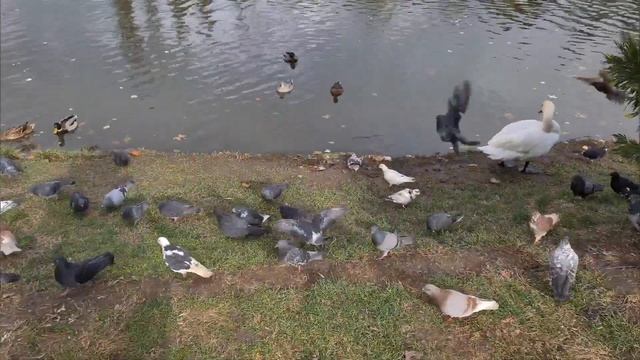 Смешались голуби и утки) Все любят угощения! смотреть онлайн
