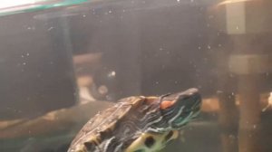 Частые ошибки в кормлении красноухих черепах. Первая причина болезни