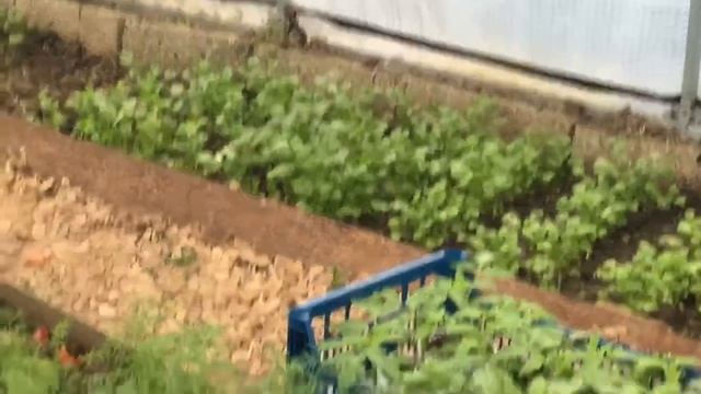 Выращивание капусты кейл. Высадка рассады. смотреть онлайн