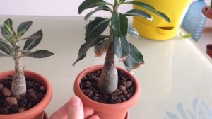 АДЕНИУМ ИЛИ РОЗА ПУСТЫНИ - УХОД И ОСОБЕННОСТИ