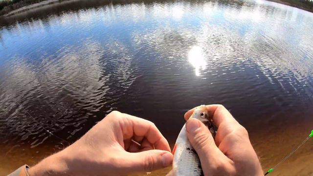 Ловля карасей осенью на поплавок смотреть онлайн