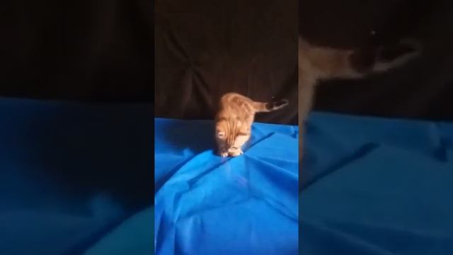 Ru-Star Fold Golden Ulan. Золотой мраморный шотландский котик. смотреть онлайн