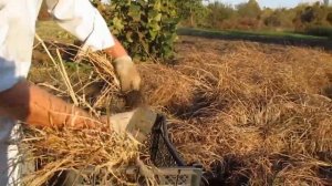 земляной орех чуфа, анализируем ошибки.