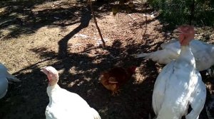 Курочки занеслись в четыре месяца//Когда занесутся Доминанты.