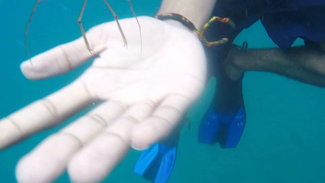 Fish N Fins Kids Snorkelling with Montserrat Expedition 2015 Divers смотреть онлайн
