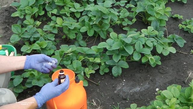 БОРЬБА С БЕЛОКРЫЛКОЙ И ДРУГИМИ ВРЕДИТЕЛЯМИ КЛУБНИКИ (ЗЕМЛЯНИКИ) ПОСЛЕ ПЛОДОНОШЕНИЯ смотреть онлайн