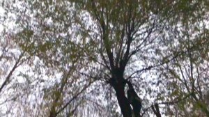 2 способа снять кота с дерева. Октябрь 2019
