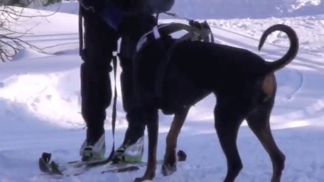Doberman Daytona in the snow смотреть онлайн