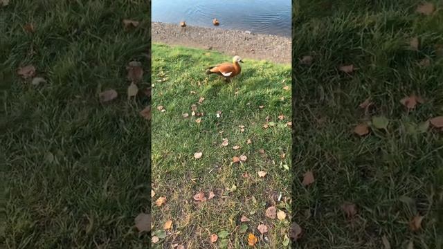 Ещё утки #кормимуток #кормление #утята #птицы #дети #животные #парк #прогулка #школа #каникулы #маи смотреть онлайн