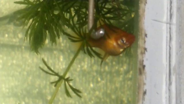 Обзор разводни. 🐠 🐠 🐠 смотреть онлайн