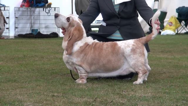 Class 11 Veteran bitch-The Basset Hound Club CC Show 2011.wmv смотреть онлайн