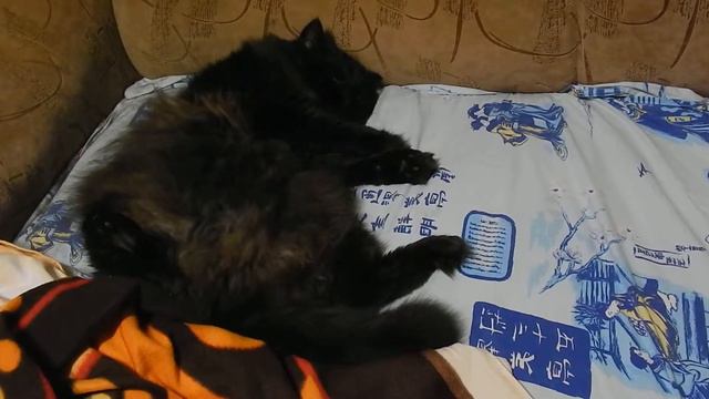 Реакция кота на слово ХОЧЕШЬ) смотреть онлайн