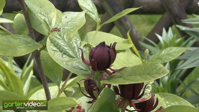 Der Gewürzstrauch, Calycanthus floridus смотреть онлайн
