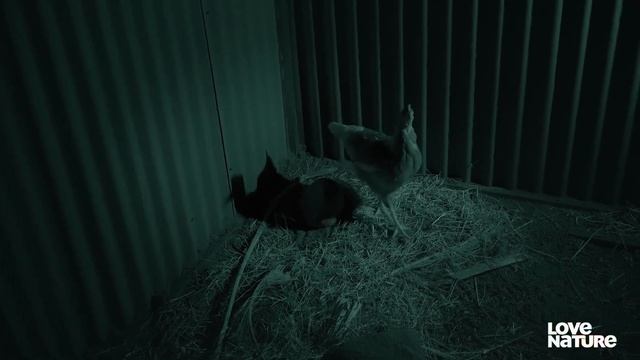 Surprise Attack by Python Snake on Chickens in Coop | Love Nature смотреть онлайн