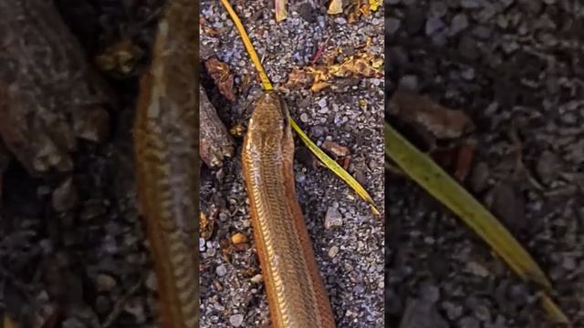 Безногая ящерица - медяница ??Legless lizard - slowworm #shorts #Angiusfragilis #Marinaswelt смотреть онлайн