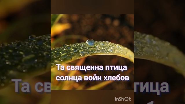 СЕРДЦЕМ, КАК РАССВЕТ.. 2 вариант. Ирина Дорофеева. смотреть онлайн