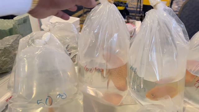 This Is The BEST Exotic Fish Selection I've Ever Seen! *Tour* смотреть онлайн