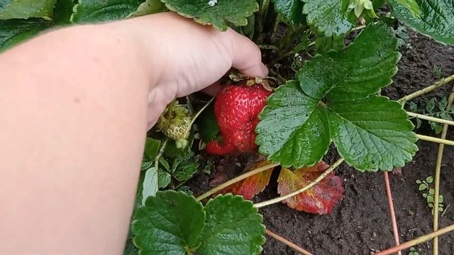 Лучший ремонтантный сорт клубники САН-АНДРЕАС, АЛЬБИОН или ЛЮБАВА смотреть онлайн