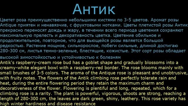 #Розы плетистые6 #Цветы для сада и бизнеса от Ольги Шевчук смотреть онлайн