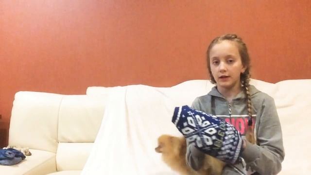 Одежда шпица Рико смотреть онлайн