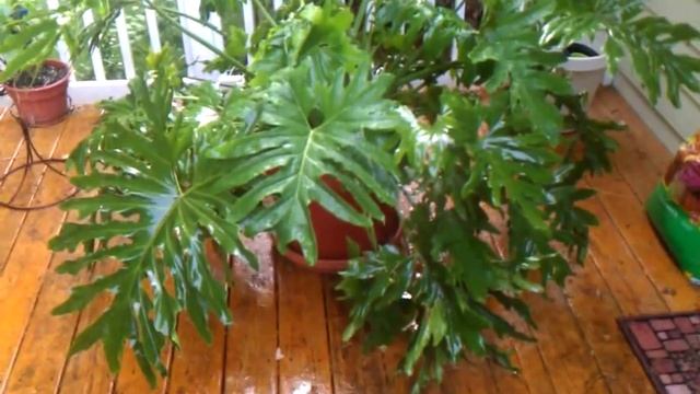 Selloum Philodendron Plant