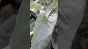 Выращивание табака в Сибири