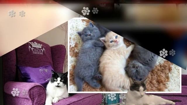 Песенка про кошек.mp4 смотреть онлайн