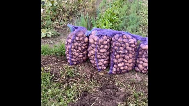 Собрали картошку,на зиму хватит смотреть онлайн