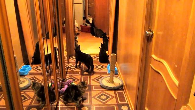 Cats never too much.Кошек много не бывает. смотреть онлайн