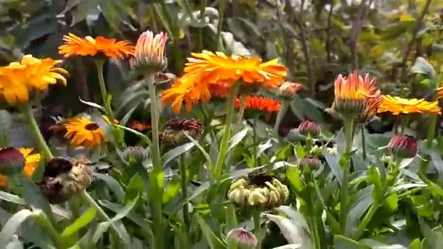 Cenaria plant смотреть онлайн