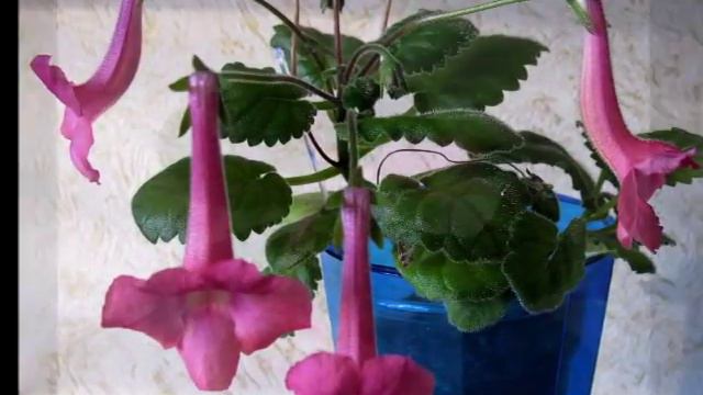 Минисиннингии смотреть онлайн