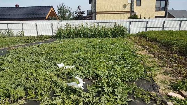 Вырастить крупные арбузы в Москве. Реально? смотреть онлайн